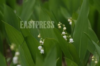 EA192017, Eastpress , Porvoo, Finland